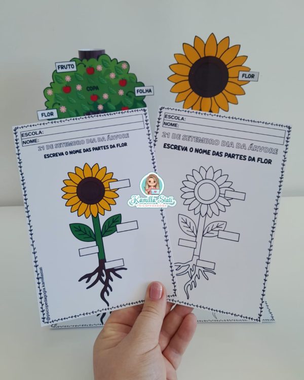 Partes da planta no rolinho - Imagem 5